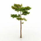 Pohon Pinus V1