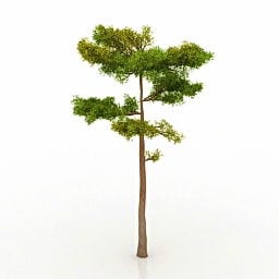 Pine Tree V1 3d model
