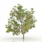 Кленове дерево V2
