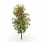 Pokok Birch V1