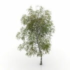 Tree Birch