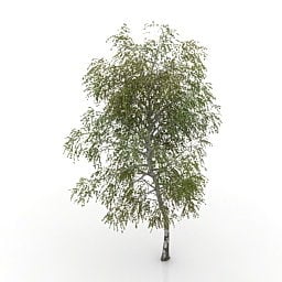 Modello 3d di betulla dell'albero
