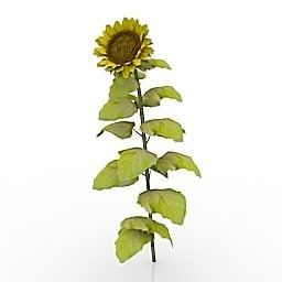 Garden Sunflower 3d model