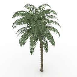 Asia Palm Tree 3d model