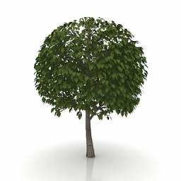 Big Leaves Tree 3d model