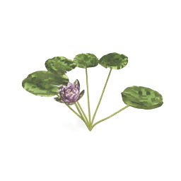 Modello 3d del fiore di loto dello stagno