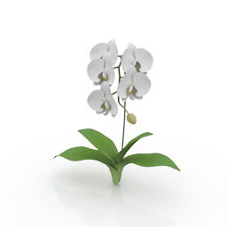 White Flower Plant 3d model
