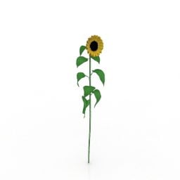Sunflower Lowpoly Model 3D Tanduran Tanduran