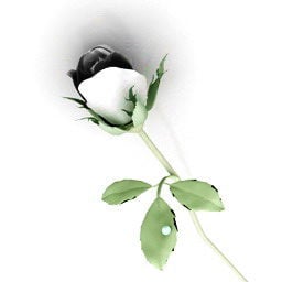 3д модель растения "Белая роза"