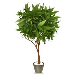 Pot Tree 3d model