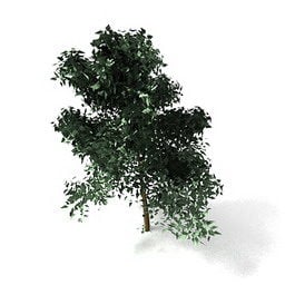 High Broad Leaves Tree 3d model