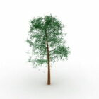 شجرة الأوراق الخضراء