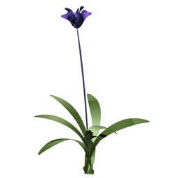 Garden Small Violet Flower 3d model