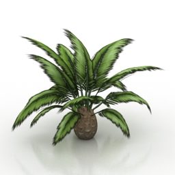 Indoor Pot Palm 3d model