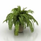 Palm Kleine Plant In Pot