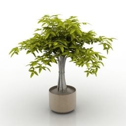 Bonsai Plant 3d model