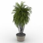 Keskikokoinen palmu palmu