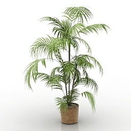 Home Pot Palm Plant 3d model