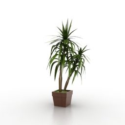 Saksı Palmiye Ağacı Bitki 3d modeli
