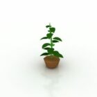 House Small Plant Potted