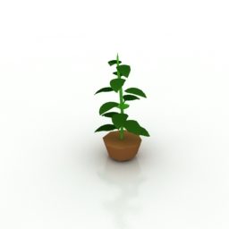 House Small Plant Potted 3d model