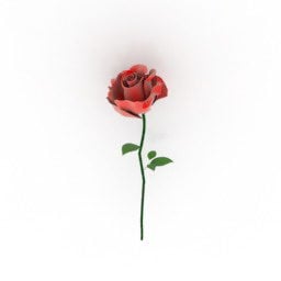 Model 3D kwiatu róży walentynkowej