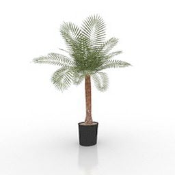 Small Potted Palm Tree 3d model