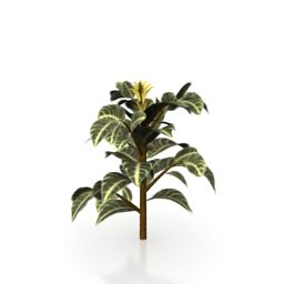 Puutarhan pieni keltainen kukkakasvi 3d-malli
