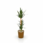 Planta de palmeira de vaso