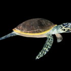 Животное зеленая морская черепаха