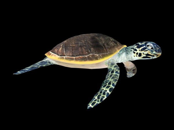 Animal Green Sea Turtle