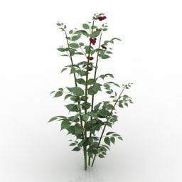 茂みラズベリーサトウキビ植物3Dモデル