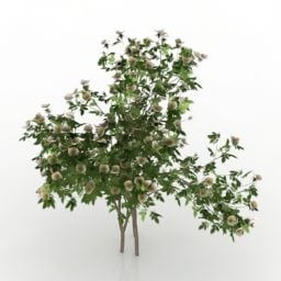 灌木丛玫瑰萨尼纳植物3d模型