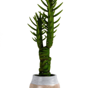 Cactus Plant Pot 3d model