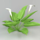 Nature Calla Lily Plant