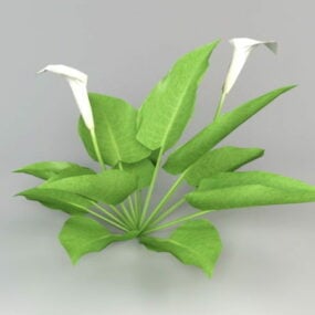 3д модель Природного растения Калла Лилия