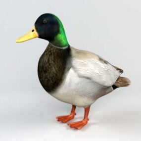 Baby Duck Animal, Duckling In Pond 3d model
