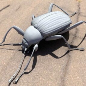 3д модель животного жука Dascilloidea