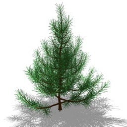 Nature Fir Tree 3d model