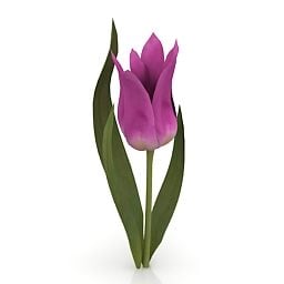 تصنیف گل باغی مدل لاله سه بعدی