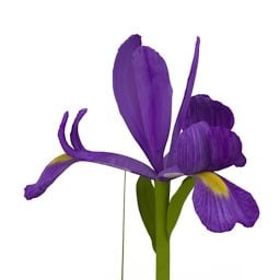 Haveblomst Blå Iris 3d-model