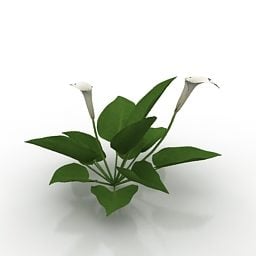 Garden Flower Calla 3d model