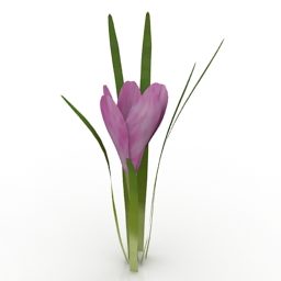 Lowpoly Flower Crocus 3d model