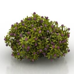 Blomma Daphne Bushes Plant 3d-modell
