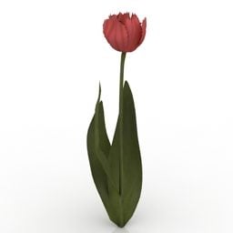 Lowpoly פרח לוהט תוכי טוליפ דגם תלת מימד