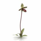 Garden Flower Garnet Orchid