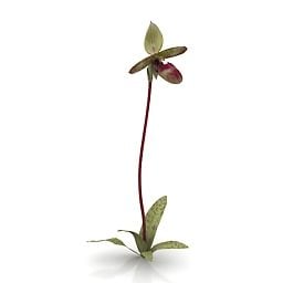 Garden Flower Garnet Orchid 3d model