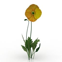 Poppy Flower Iceland Plant 3d model