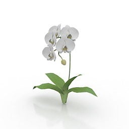 Flower Kotyou Plant 3d model