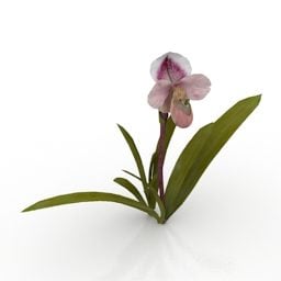Lowpoly Pianta Fiore George Orchid Modello 3d